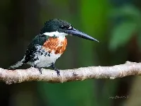 Chloroceryle americana